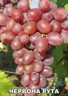 Виноград Червона рута